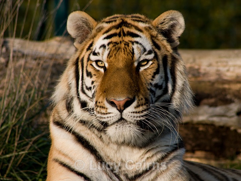  - Big Cats