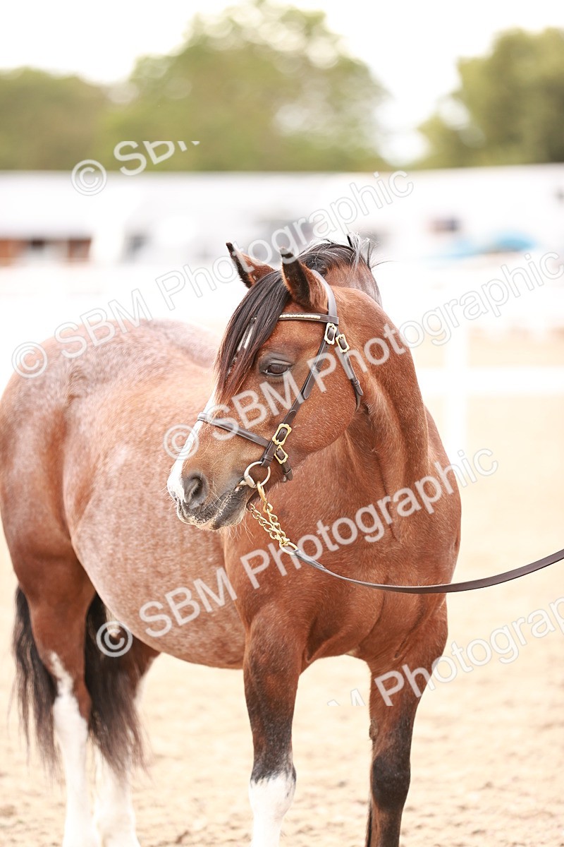 SBM_16257 - Class412 - Handsome Gelding (IH  or Ridden) Adult