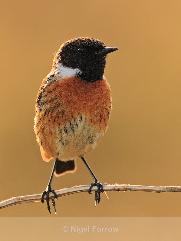 Stonechat (male) perched on a branch on Islay - Stonechat