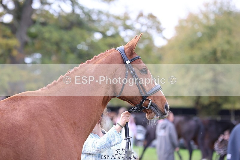 251026A-115230-25732 - G-560-Josie.Dix