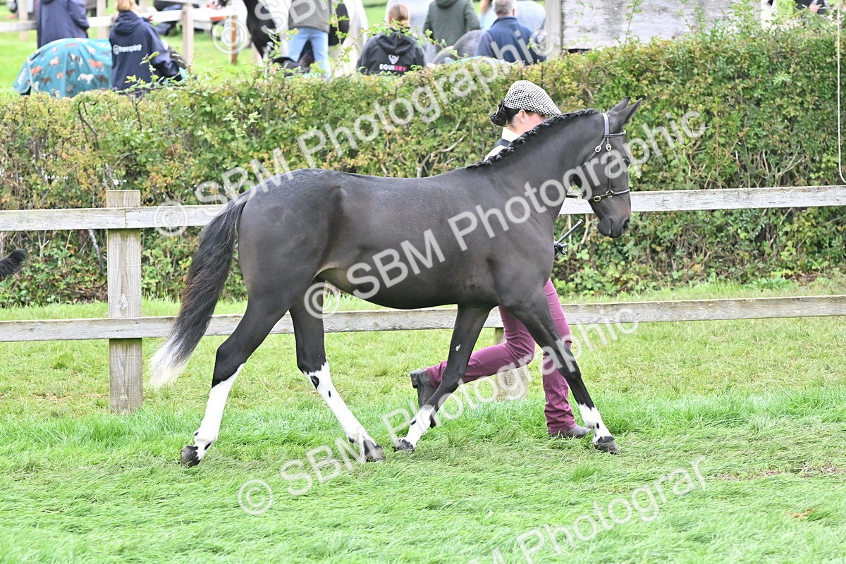 SBM_57548 - S46 - Part Bred Arab & Native Pony In Hand