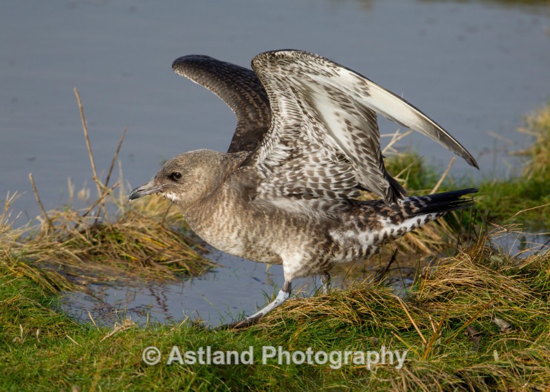 Astland Photography, Bird and Wildlife Images, Susan and Peter Wilson, U.K.