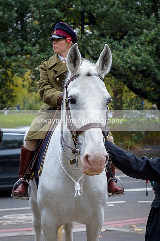 NGP_8165 - 2024 Animals in War Remembrance Gathering