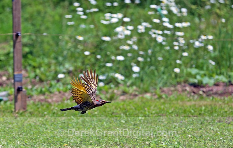 Northern Flicker in Flight - Birds of Atlantic Canada