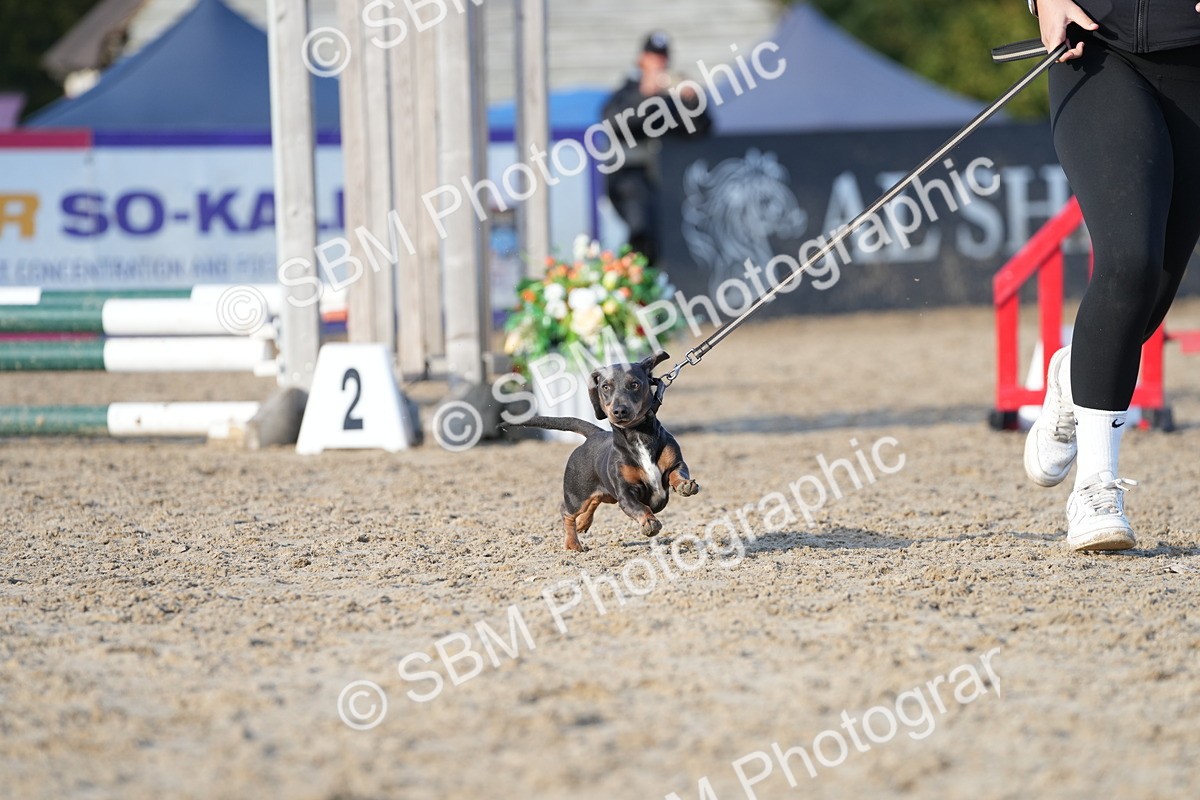 SBM_29041 - J43 - Horse & Hound Open 50cm