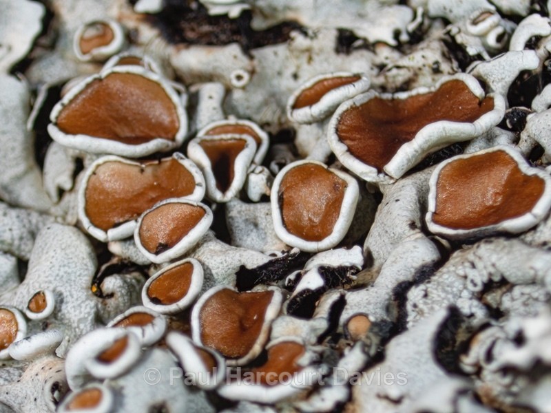 Hoary Rosette lichen (Physcia aipolia)  - Mikromak & TS Robusto 160