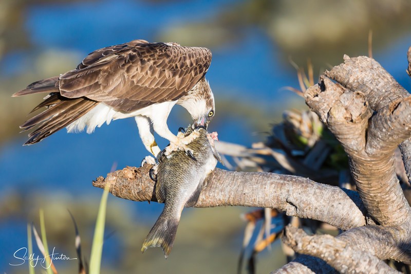 Osprey with Luderick 4