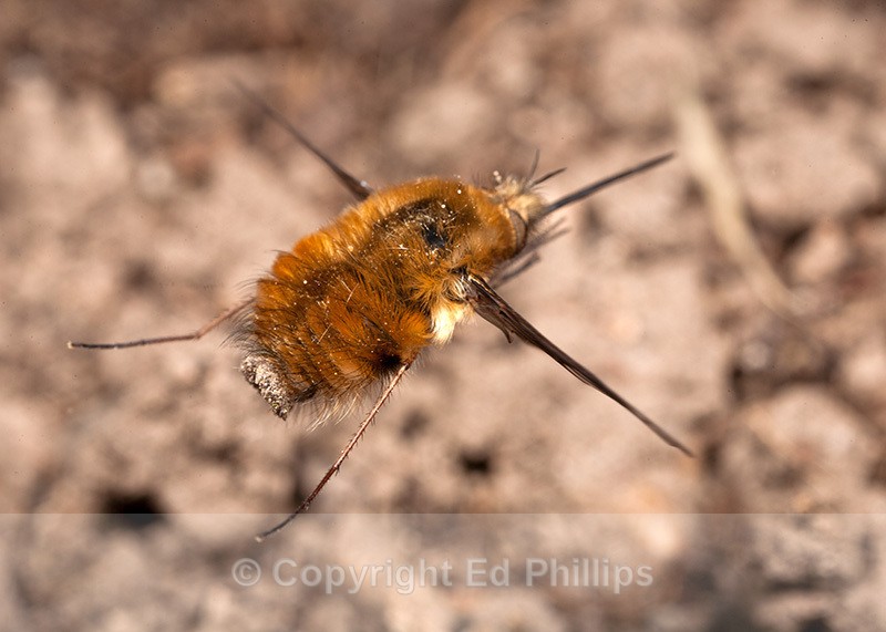Bombylius major Female - Bombylius major
