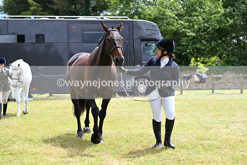 WJ7_6916 - Class 5a Most Handsome Gelding in Hand