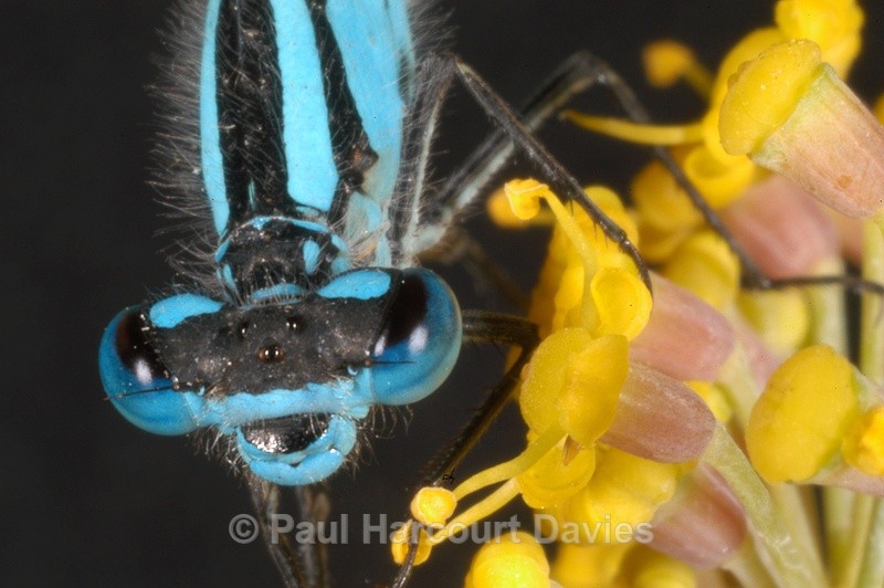  - Bugs: Macro insects