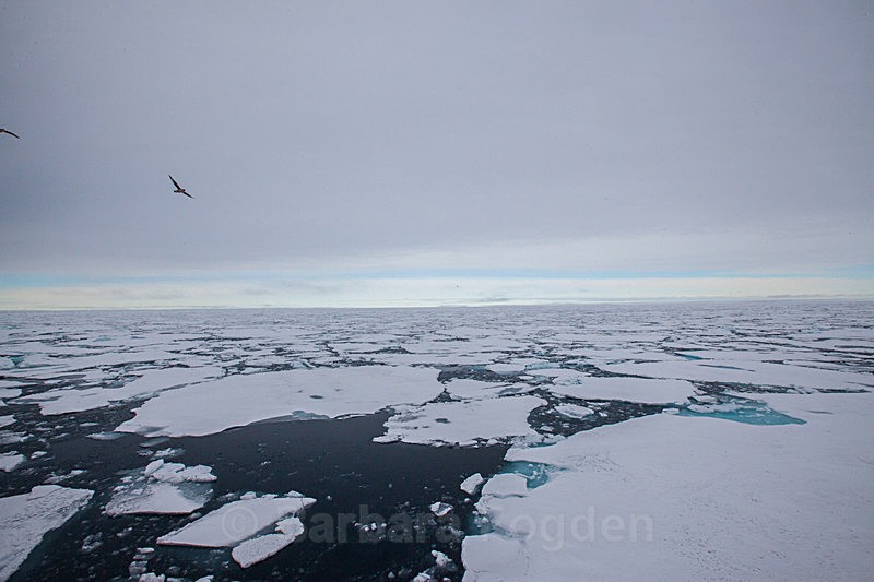 Packice  6888 - Trip with MS Expedition August 2016
