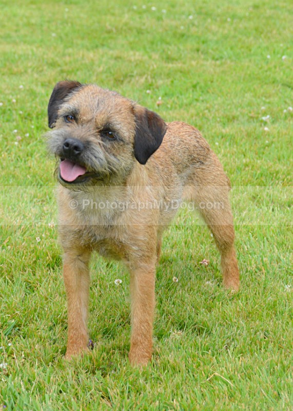  - Border Terriers