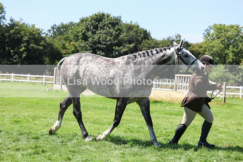 3E7A9062 - Class 6: Open Working Horse