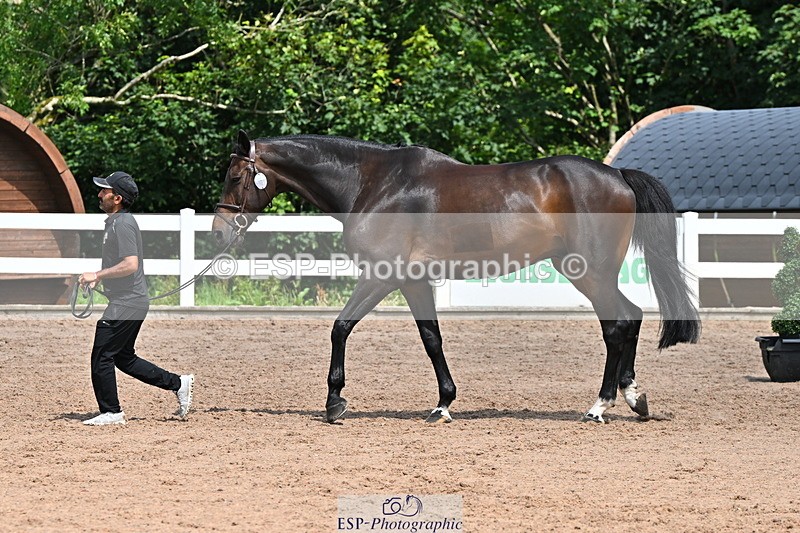 240718A-105259-01408 - Trot Up 12pm to 1pm