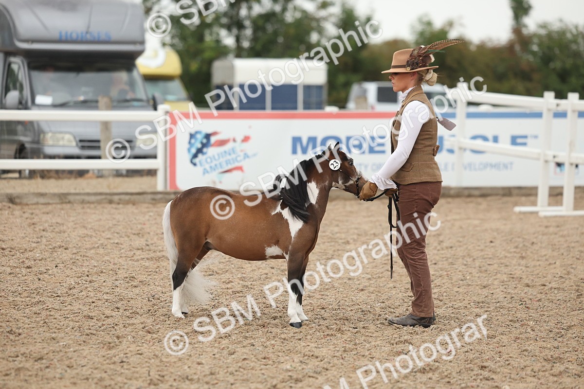 SBM_19415 - Class 317 - IH Pure Bred Horse-Pony