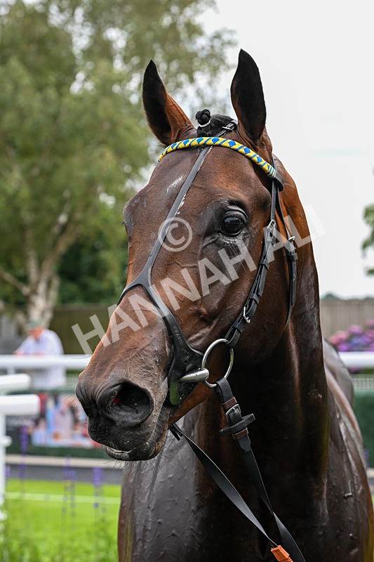 280726-Race 4-Vega King-1040 - Race 4 15.20pm 30 Years Of The Hurn Racing Club EBF Novice Stakes