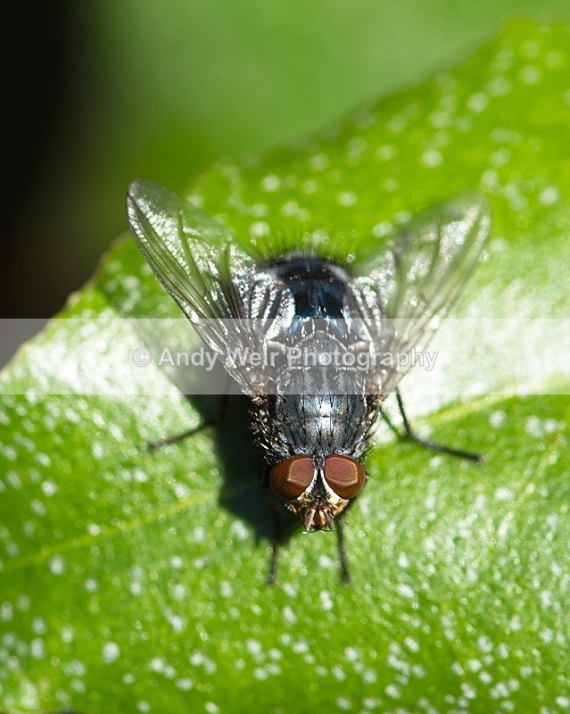 20110723-_MG_6268 - Insects