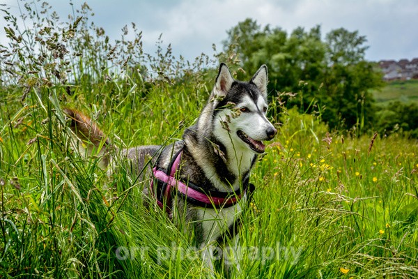 lola - Dogs