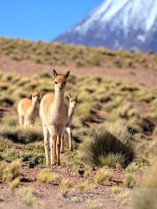 Young Vicunas, Chiliques Volcano background, Lake Miscanti, Chile - Vicuna