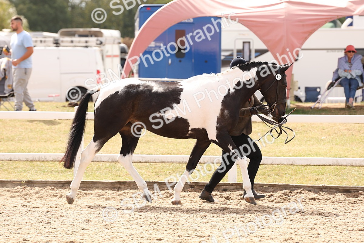 SBM_15329 - Class 210- IH Show Horse