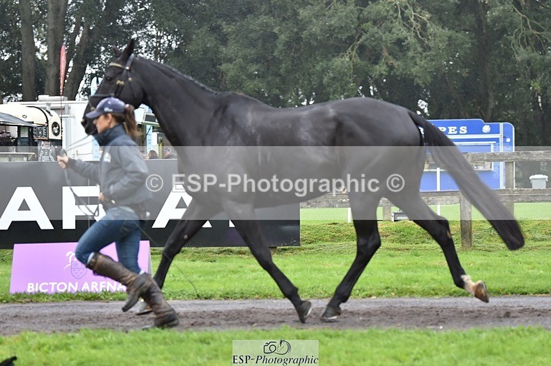 231018-122744-00310 - 037-MISTER.KAI-Hani.Milstein-TrotUp