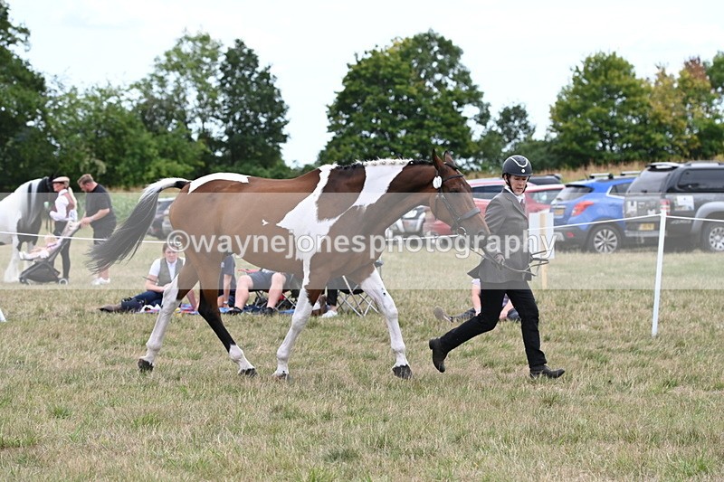 WJ6_6074 - Class 19 In-hand Veterans (Uploaded correct folder)