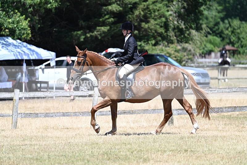 WJ7_3016 - Class 7 Riding Club Show Horse