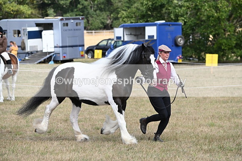 WJ6_6508 - Class 20 In-hand Cob