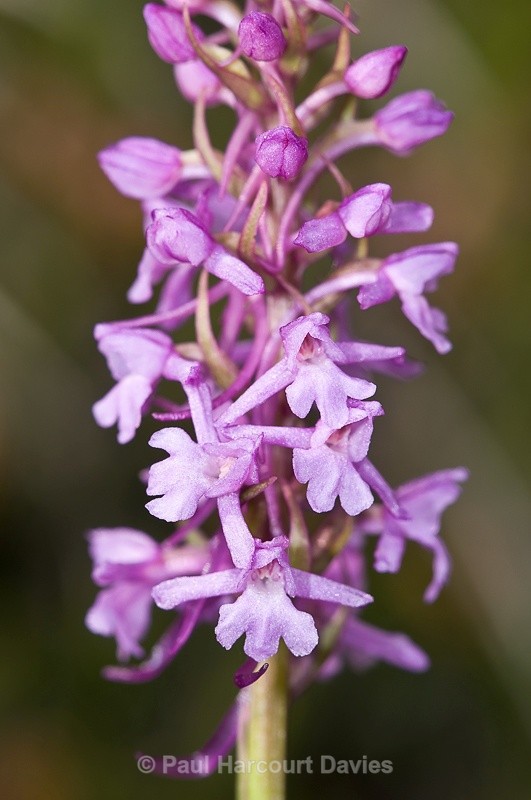  - Orchids - Various