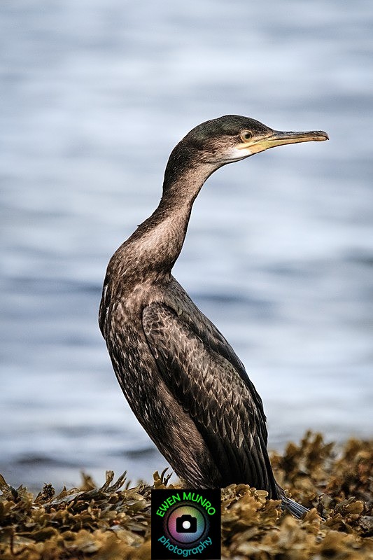 BBW-30-Alert Shag - Water-based Birds