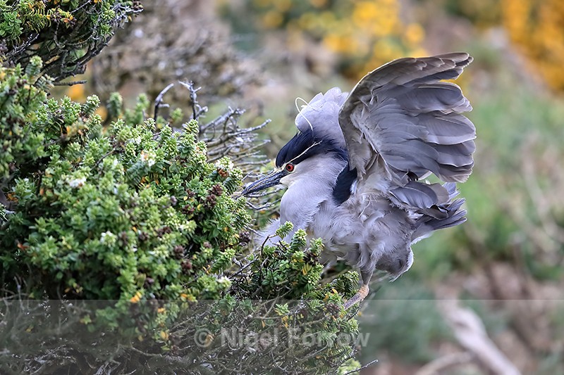 Black-crowned Night-Heron lands on bush, Carcass island, Falklands - Black-crowned Night-Heron