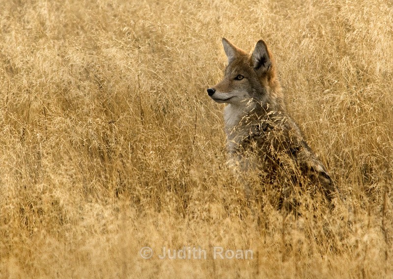Coyote - Yellowstone