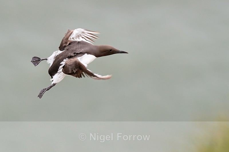 Guillemot on landing approach, RSPB Bempton Cliffs - Guillemot