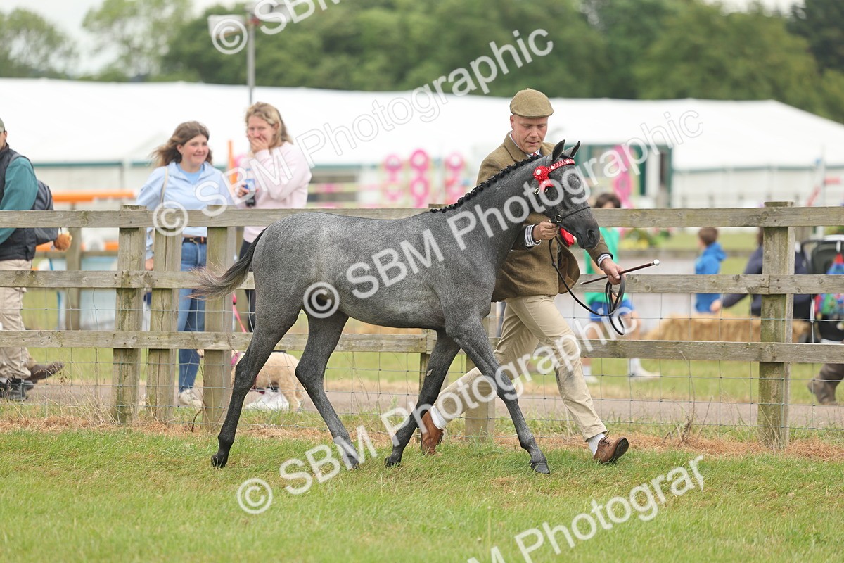 SBM_05553 - Class 68-73 - Riding Pony Breeding