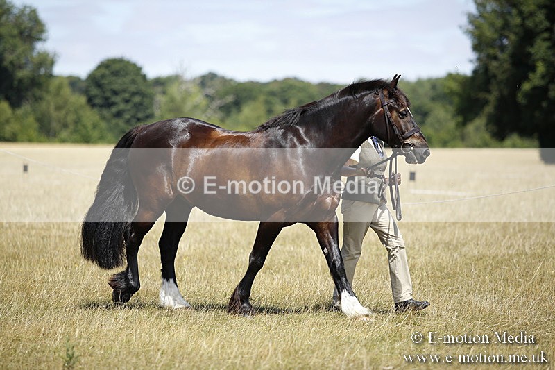 _C7A0027 - BVRC Sow 2018 Ring 2