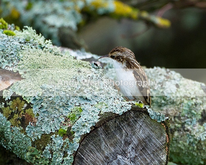 20111120-_MG_7655 - Nuthatch & Treecreepers