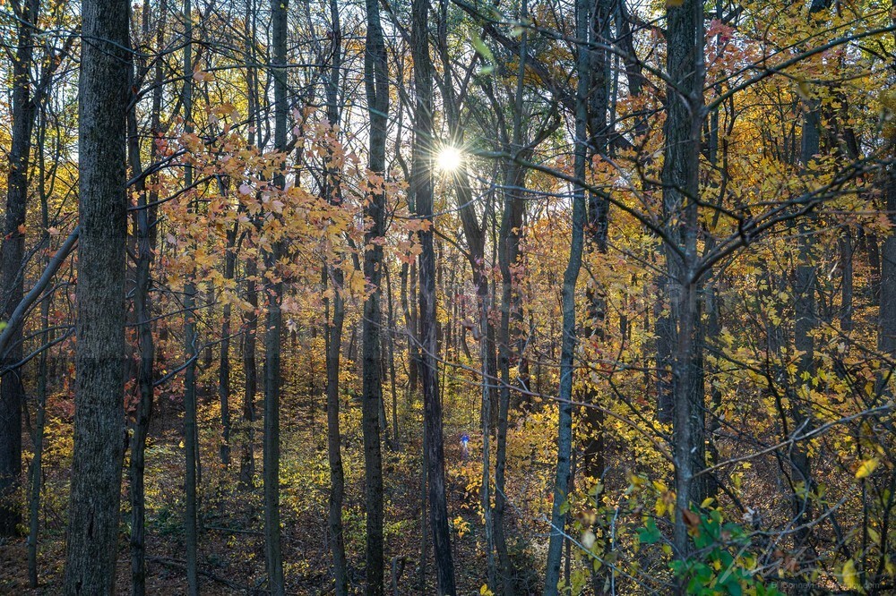 DSC_4086 - Autumn