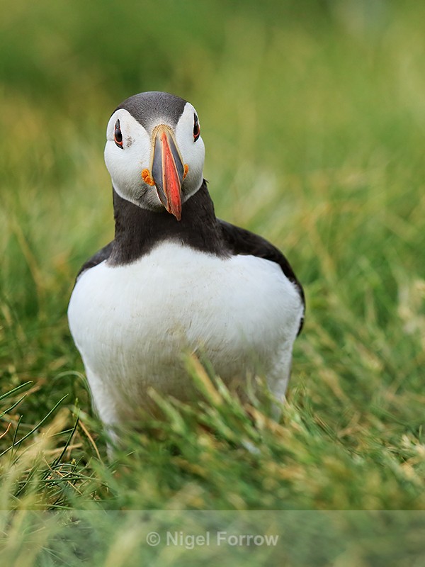Atlantic Puffin, Farne Islands, Northumberland - Puffin