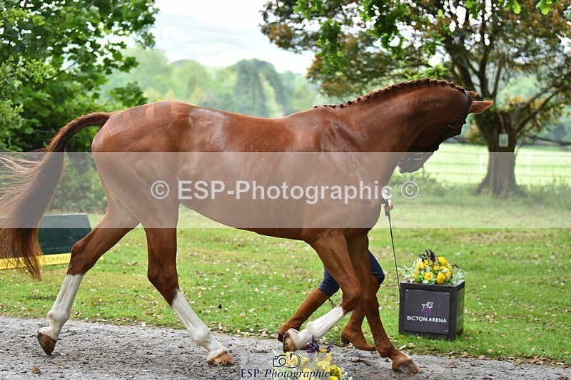 240522-170118-01329 - 233-SILVESTERS_FINESSE-Rosalind_Canter