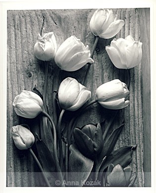 Black & white tulips - Flowers