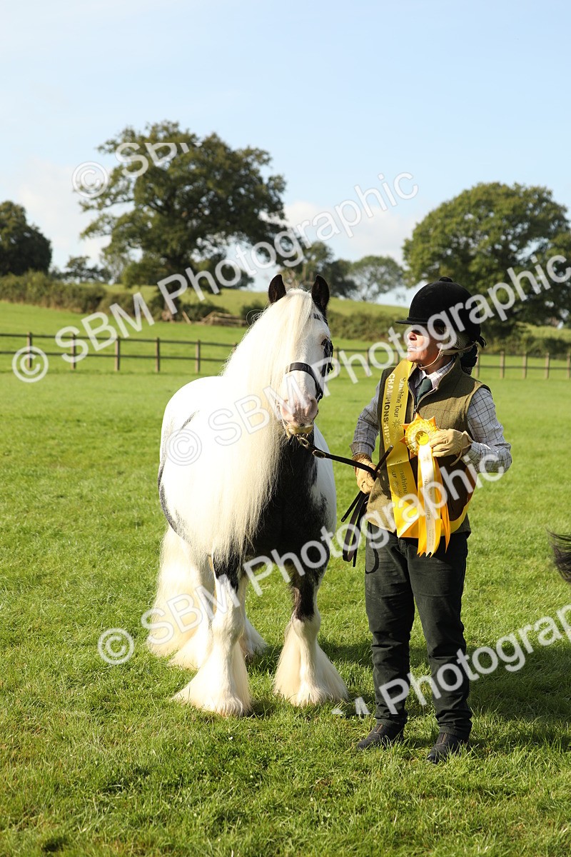 SBM_60992 - S43 - Coloured Pony In Hand