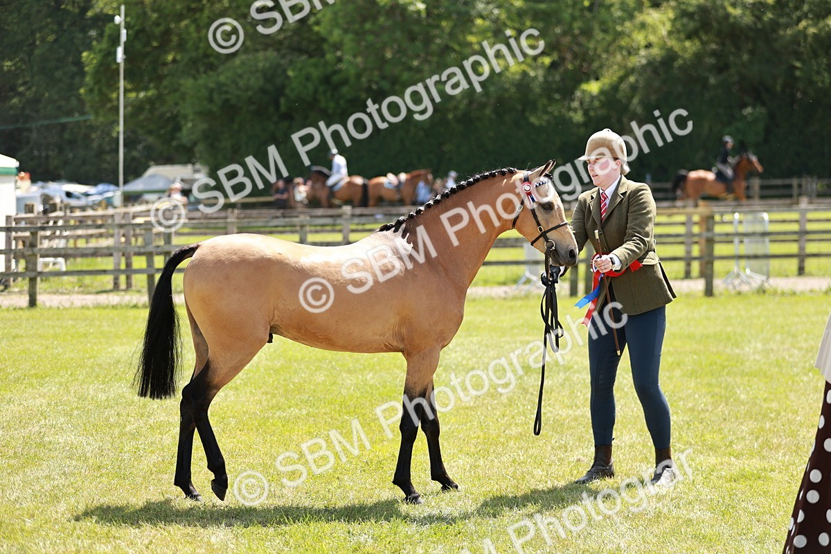 SBM_05587 - Class 41-45 - Riding Pony-Hunter Pony Breeding