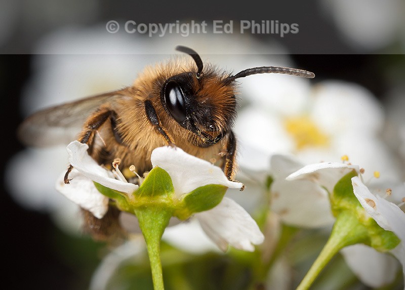 Andrena flavipes (f)