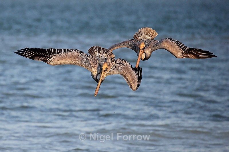 Brown Pelicans diving together, Sanibel Island, Florida - Brown Pelican