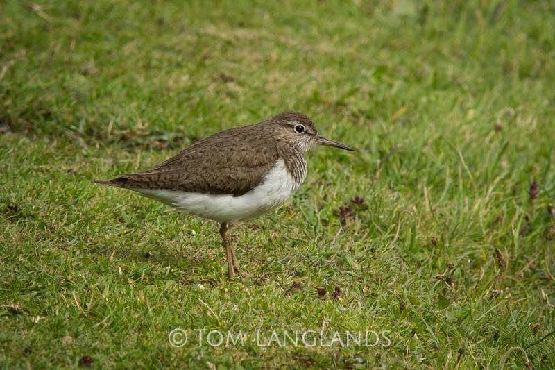 Common Sandpiper - Waders