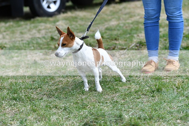 WJ5_0498 - Class 7 Best Terrier