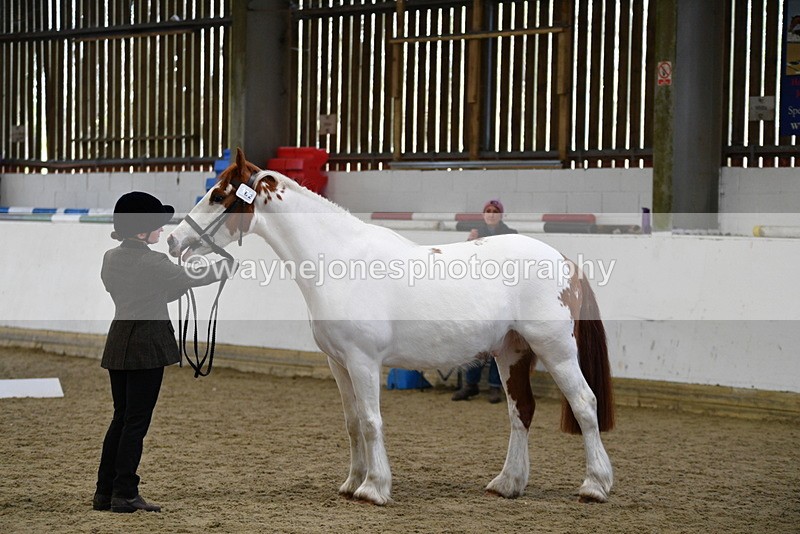 WJ5_5062 - Class 7 In hand coloured / odd coloured