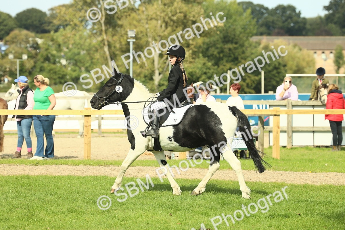 SBM_68851 - S58 - Mini Show Cob Ridden
