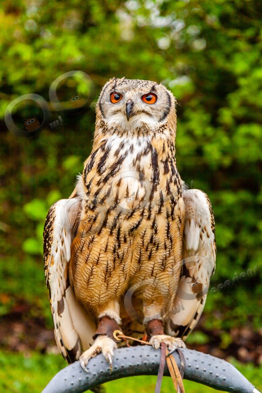 indian eagle owl bubo bengalensis-7712 - Owls of the World