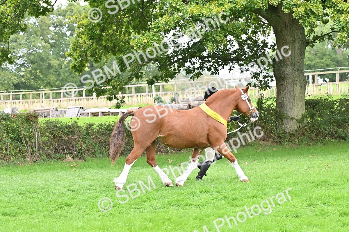SBM_64982 - In Hand Pony & Younstock Supreme Championship